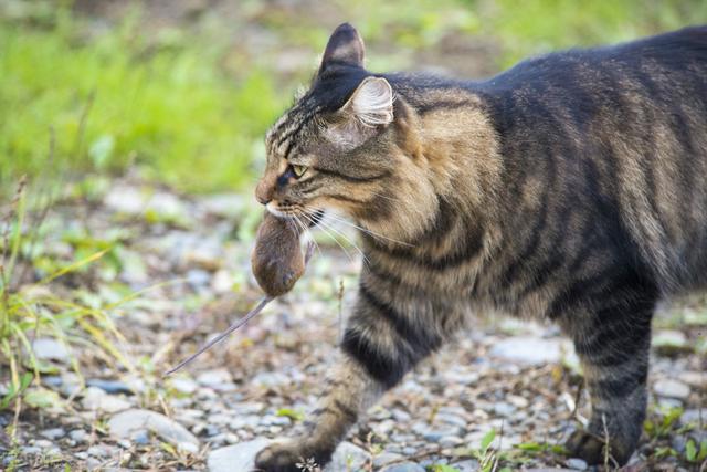 土猫多少钱一只(土猫多少钱一只幼崽)