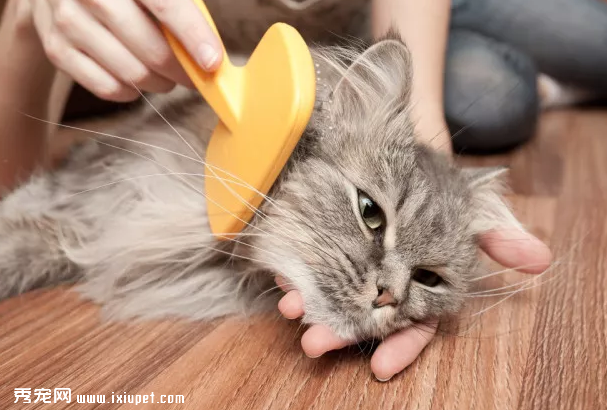 幼猫安静正常吗 小猫很安静是不是有问题