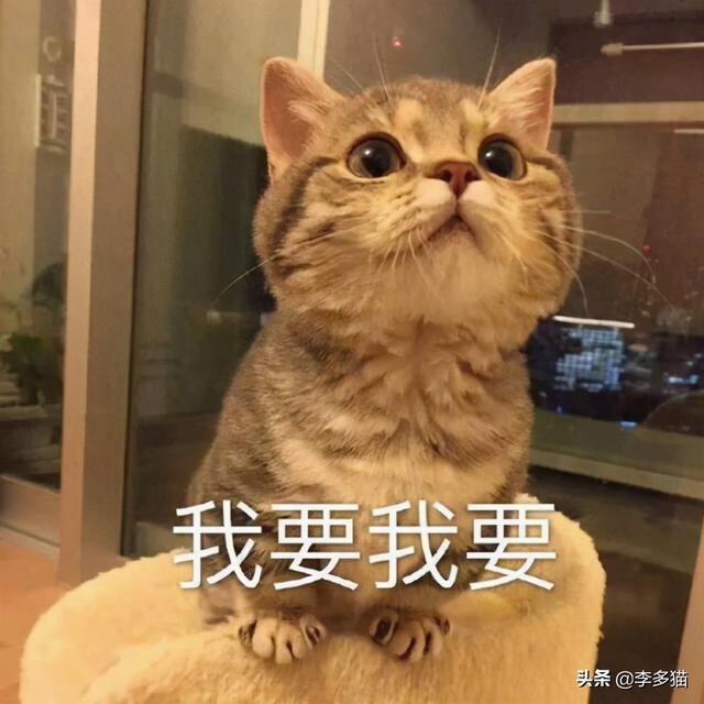 猫咪体内驱虫(猫咪体内驱虫注意事项)