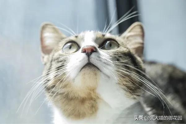 猫咪狂犬疫苗多久打一次(猫咪狂犬疫苗需要打几针)