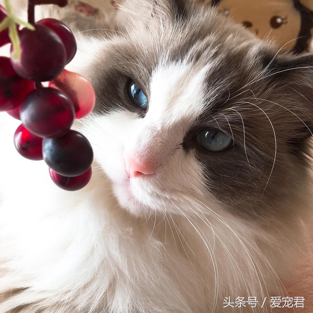 猫护食咬人怎么纠正(猫护食咬人打了有用吗)