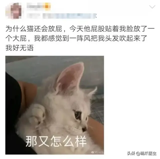 猫会放屁么(猫会放屁吗)