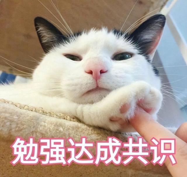 小猫害怕求饶的表现(猫咪求饶的表现)