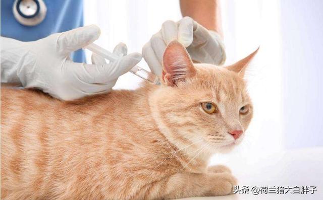 猫疫苗预防哪些病(猫咪疫苗可以预防什么病)