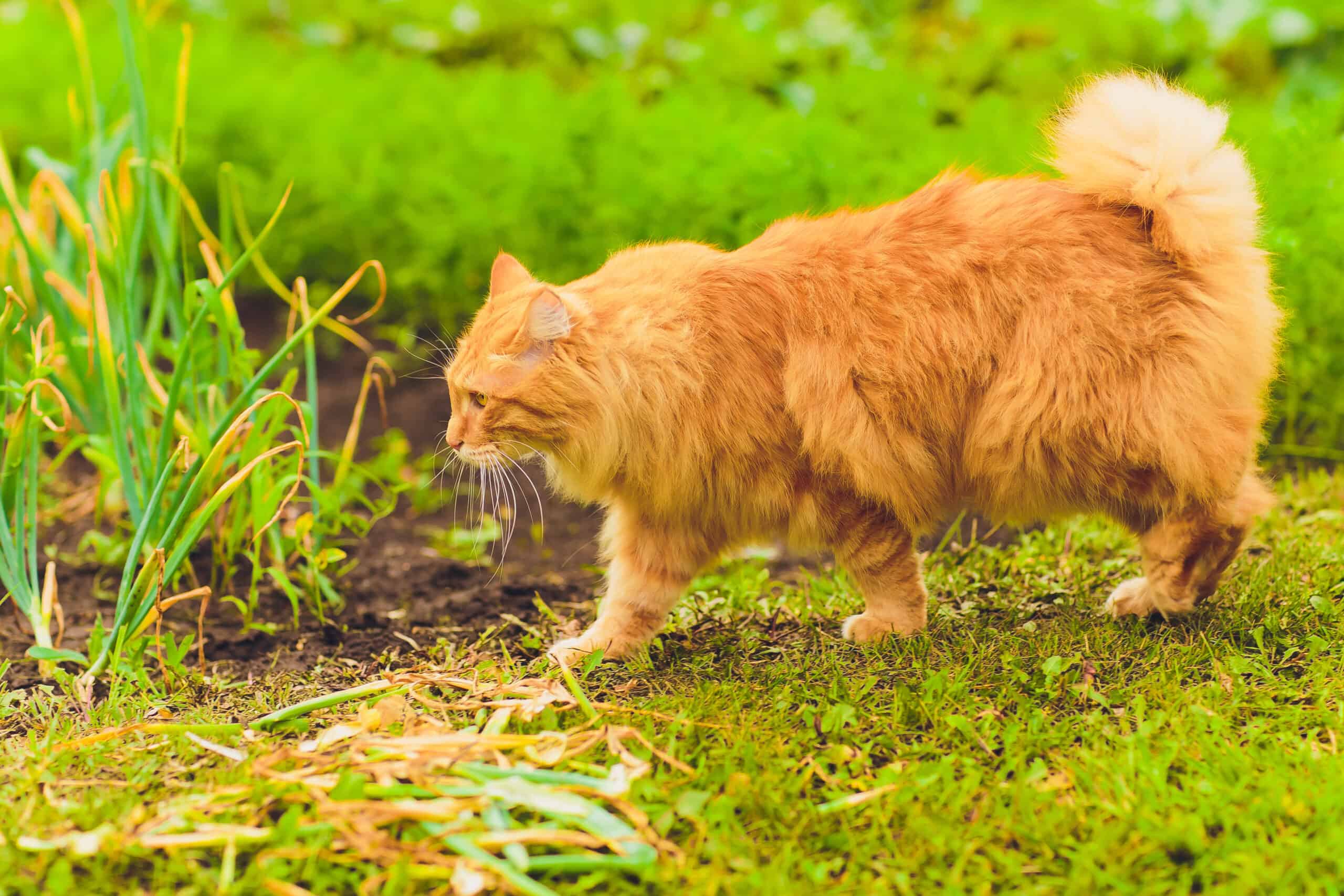 巨型猫猫！除了缅因和布偶猫还有哪些猫咪品种？