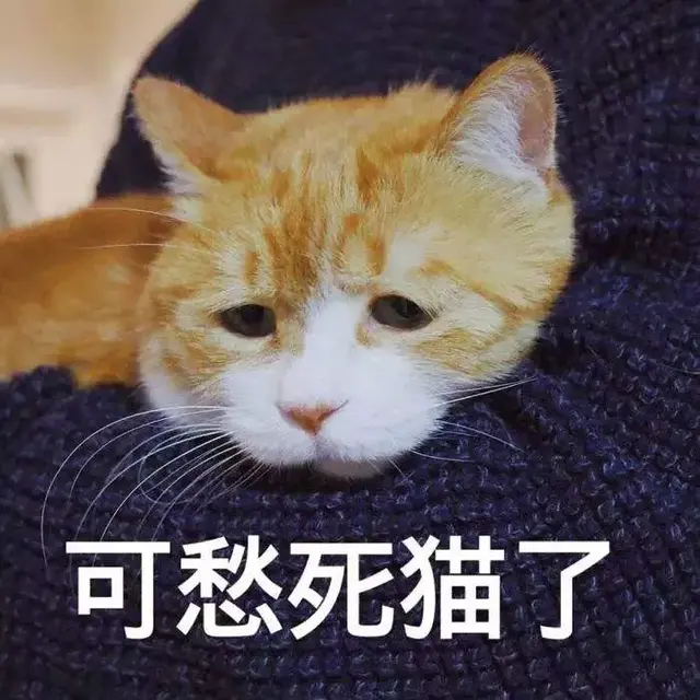 猫的应激反应(猫的应激反应怎样缓解)