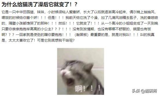 猫弓形虫吃什么驱虫药(猫弓形虫如何传染给人)