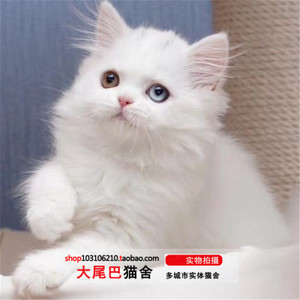 纯白高地长毛猫 高地立耳猫会发病吗