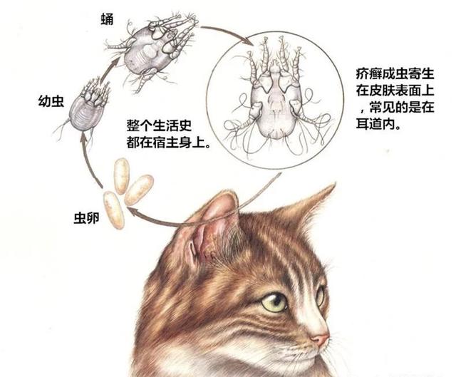 猫有耳螨怎么办(猫咪耳螨)