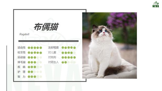 海豹双色布偶猫(海豹双色布偶猫小时候和长大后)