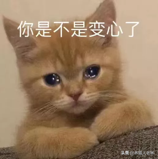 猫咪心情不好的表现(猫猫心情不好的原因)