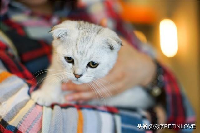 猫咪对主人有没有感情(猫咪对主人有感情吗)