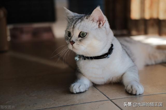 银渐层猫多少钱一只(银渐层猫多少钱一只幼崽)