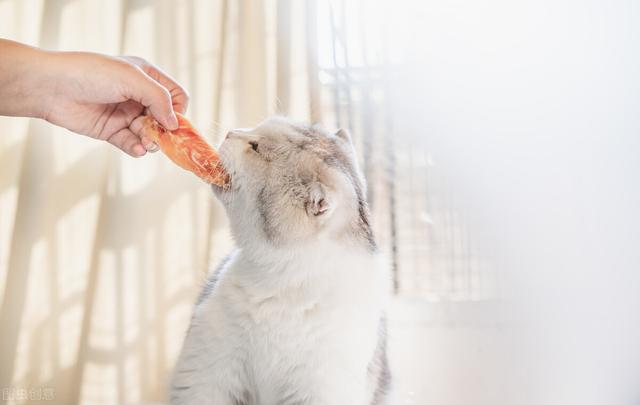 猫会挑食把自己饿死吗(猫饿了还会挑食吗)