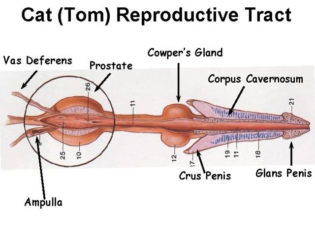 猫的生殖器(猫的生殖系统解剖特征)