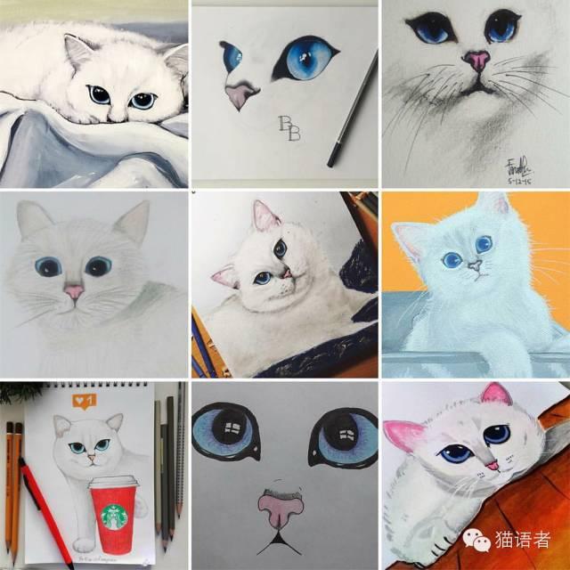 蓝眼睛的猫是什么猫(蓝眼睛的猫图片)