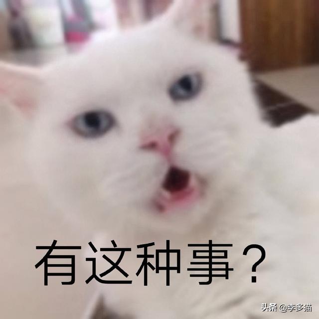 猫咪体内驱虫(猫咪体内驱虫注意事项)