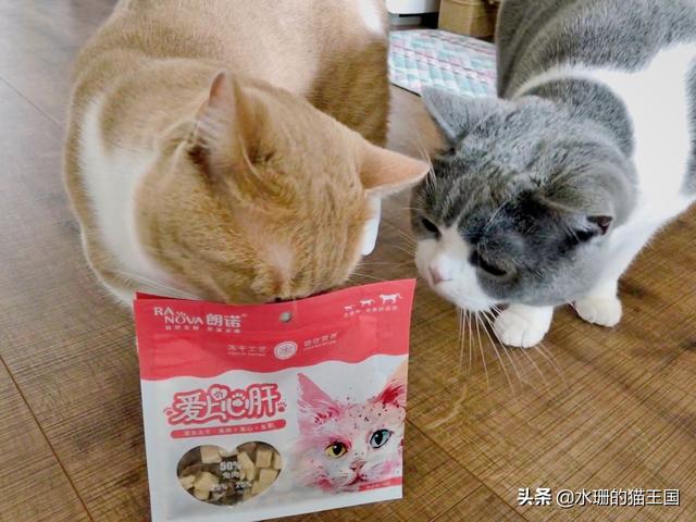 给猫咪剪指甲(给猫咪剪指甲正确方法)