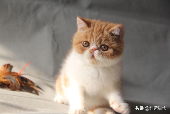 蓝猫可以和什么猫配种(蓝猫可以和家猫配种吗)