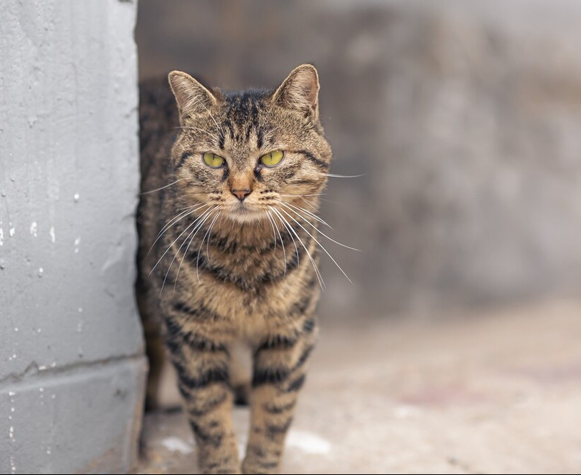 为什么狸花猫是猫中珍品？