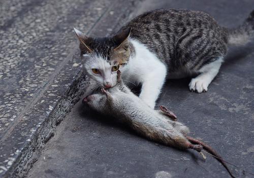 猫像人一样坐着是病吗 幼猫安静正常吗