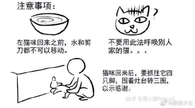 猫丢了怎样把猫引出来(猫丢了找回来的巧方法)