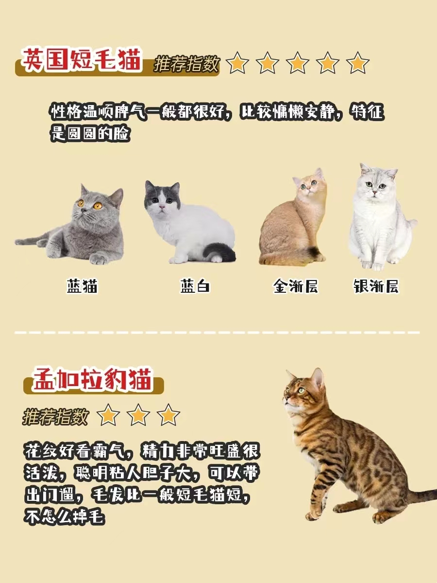 新手选猫必看！有哪些选猫避坑经验？