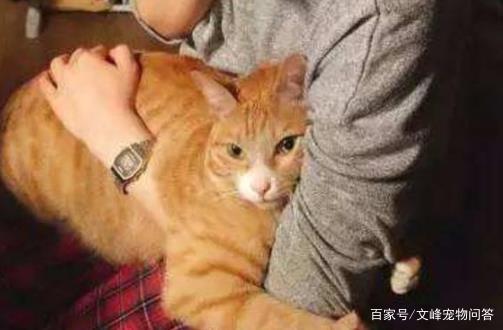 个月大的猫咪认识主人了吗？看完你就完全懂了"