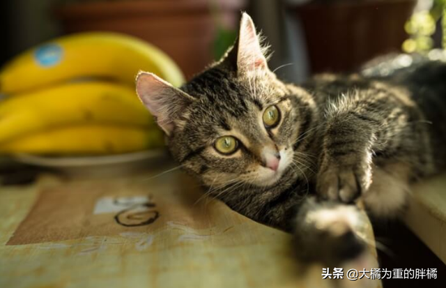 猫咪能吃香蕉吗(猫咪能不能吃香蕉)