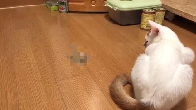 猫吃塑料袋是怎么回事(猫吃塑料袋是什么原因)