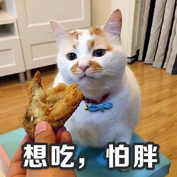 猫能吃猪肉吗(2个月小猫能吃猪肉吗)