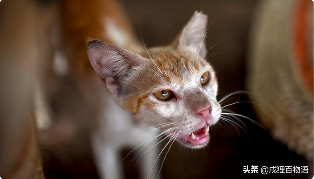 猫咪牙龈红肿怎么办(猫咪牙龈肿了一坨肉)