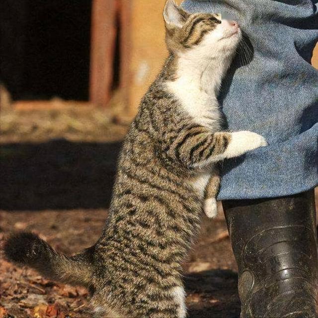 流浪猫围着我转圈蹭腿竖着尾巴(流浪猫围着我转圈蹭腿什么意思)