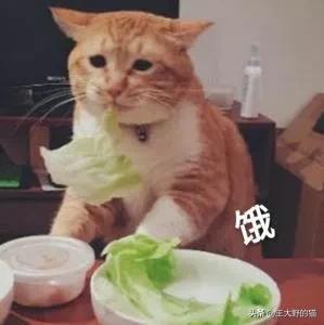 布拉多尔猫的图片(布拉多尔猫是布偶猫吗)