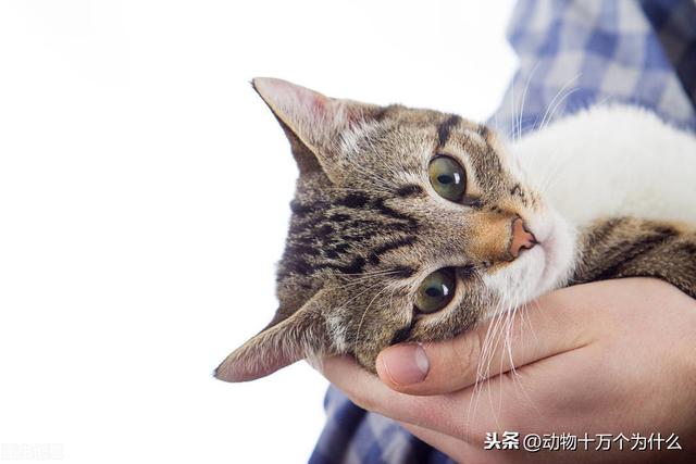 猫的生活习性(猫的生活特征和生活方式)