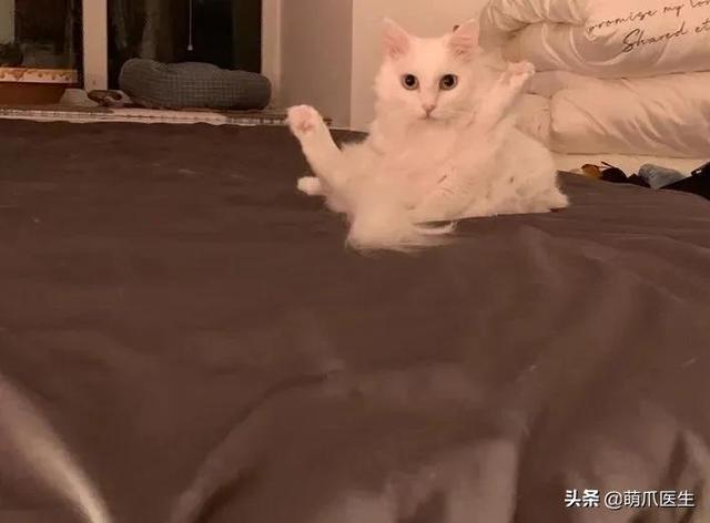 猫丢了怎么办(猫丢了怎么找最有效)