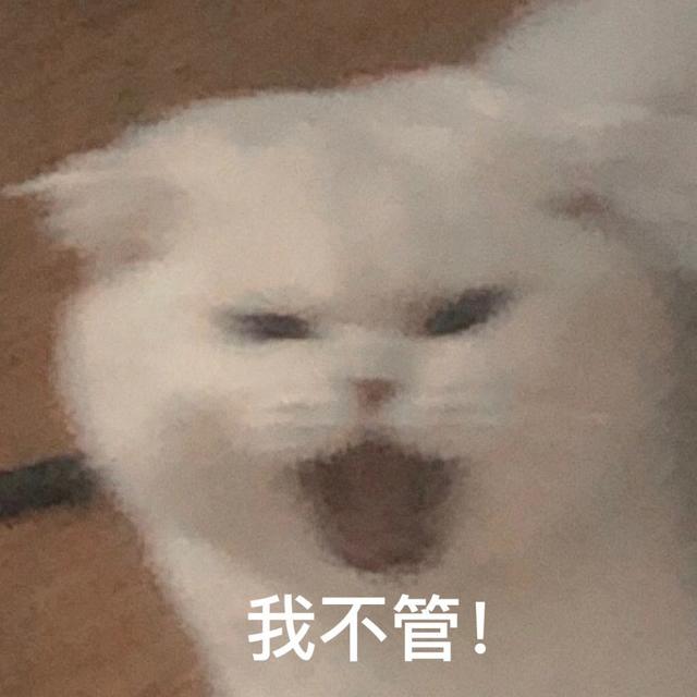 小猫表情包(小猫表情包沙雕)