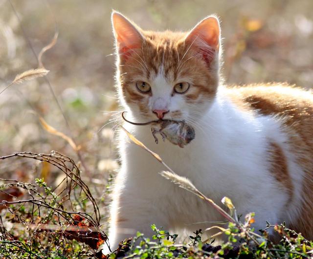 宠物猫会抓老鼠吗(家养的宠物猫会抓老鼠吗)