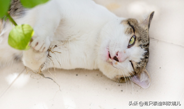 人可不可以吃猫薄荷(人可以吃猫薄荷吗)