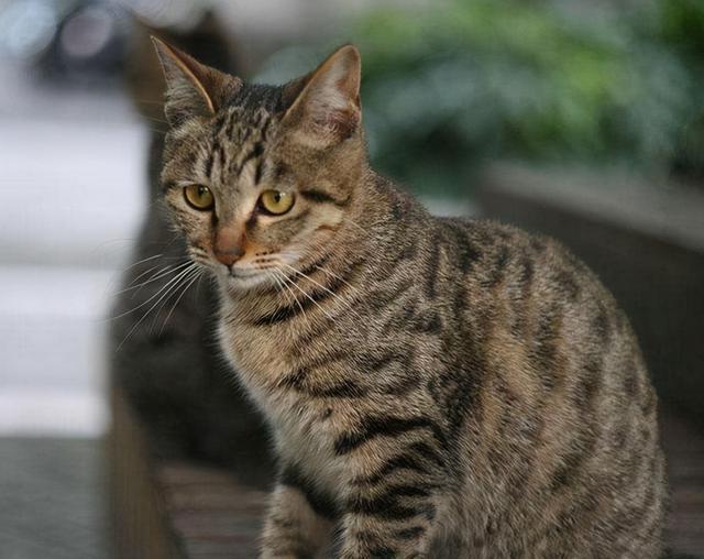 宠物猫排名(宠物猫排名前十)