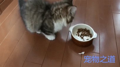 0多天小猫可以吃泡软的猫粮