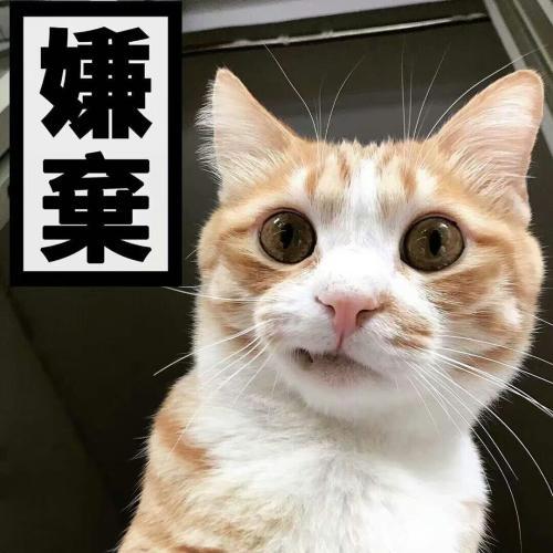 猫乱尿原因是什么(猫乱尿怎么解决方法)