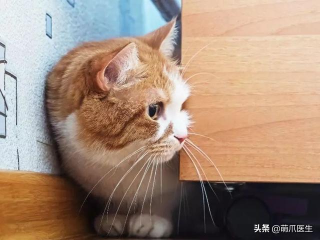 猫毛囊炎怎么治疗(猫毛囊炎怎么引起的)