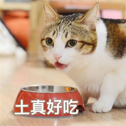 猫饼干吃多了猫会怎样(猫饼干对猫有危害)