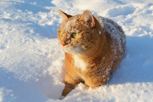 猫咪耳朵冰凉是怎么了(猫猫耳朵是凉的)