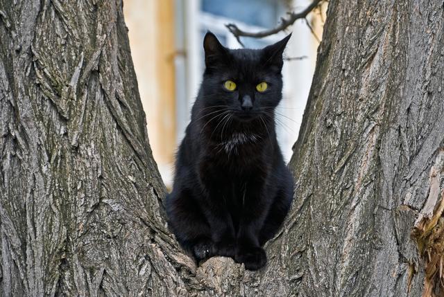 捡黑猫回家有忌讳吗(捡黑猫回家好不好)