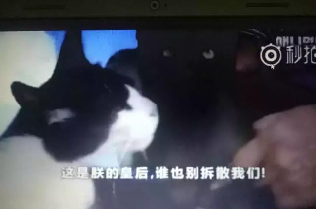 猫拉稀颜色是黄土色(猫拉稀颜色是黄土色能自愈吗)