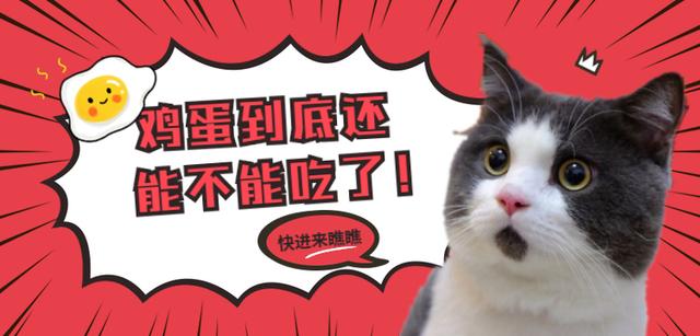 猫咪可以吃生鸡蛋吗(猫咪能否吃生鸡蛋)