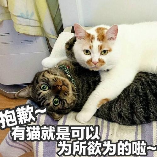 猫咪取名禁忌 招财不俗气的猫咪名字