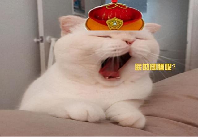 汤恩贝猫粮怎么样(汤恩贝猫粮咋样)